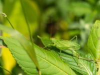 Zwitscherschrecke Weibchen